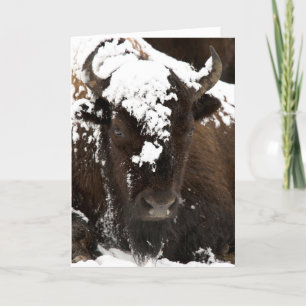 Cartão De Festividades Portrait of Bison Covered in Snow