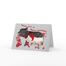 Pote Belly Pig Feliz Natal