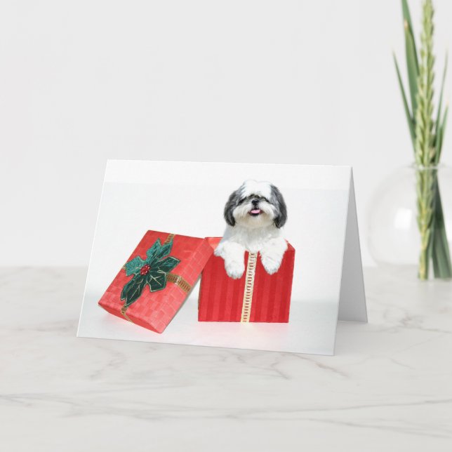 Cartão De Festividades Presente do Natal de Shih Tzu (Frente)