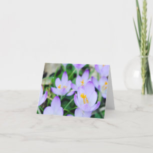 Cartão De Festividades Primavera Crocus Field