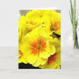 Cartão De Festividades Primula amarela na primavera