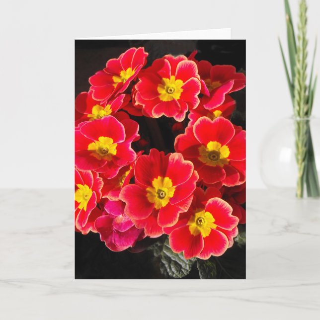 Cartão De Festividades Primula na primavera (Frente)