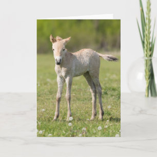 Cartão De Festividades Przewalski's Horse foal, Hungary