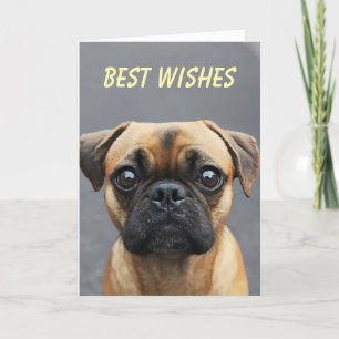 Cartão De Festividades Pug Dog Animal Wish