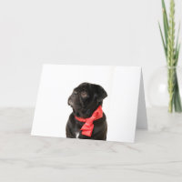 Pug preto com arco vermelho