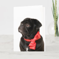 Pug preto com arco vermelho