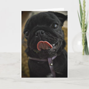 Cartão De Festividades pug preto lambendo