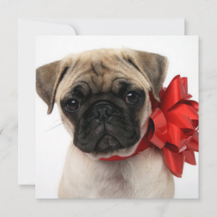 Cartão De Festividades Pug Puppy Enrolado em um Arco de Natal