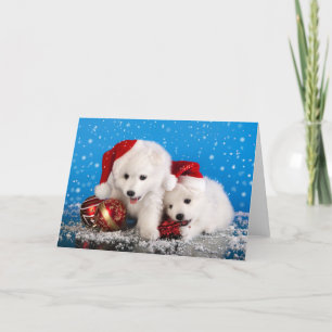 Cartão De Festividades Puppies White Pomeranian Pomerânia