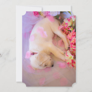 Cartão De Festividades Puppy Sleepy Veil 01