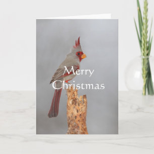 Cartão De Festividades Pyrrhuloxia on a branch, Merry Christmas