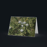 Cartão De Festividades Ramo do Natal de Santa Fé de bagas de zimbro<br><div class="desc">Um cartão de cartões de natal bonito do Natal da fotografia das belas artes fotografou e criou com amor em Santa Fé,  nanômetro EUA.</div>