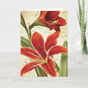 Cartão De Festividades Red Amaryllis Christmas Flower Botanical