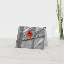 Cartão De Festividades Red Cardinal Perch (Vista frontal)