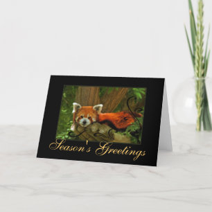 Cartão De Festividades Red Panda Nature Seasons Greetings Holiday Card