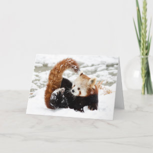 Cartão De Festividades Red Panda Snow