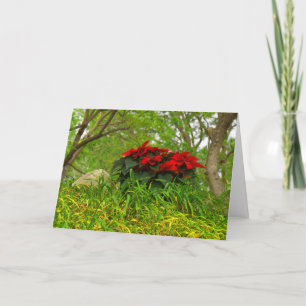 Cartão De Festividades Red Poinsettia - Personalizável