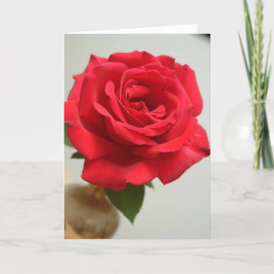 Cartão De Festividades red rose