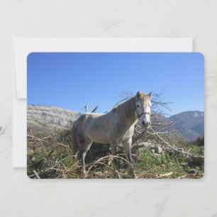Cartão De Festividades Retrato de uma placa de férias planas de cavalos