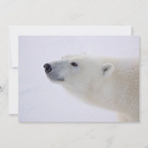 Cartão De Festividades Retrato do Urso Polar