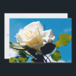 Cartão De Festividades Rosa branca - Celebrando a Vida<br><div class="desc">A rosa branca sob o céu azul. Foto vibrante de um belo rosa florescente faz um presente de arte floral em excelente. A calma beleza da rosa branca reflete novos começos, pureza, lealdade e inocência. As rosas brancas simbolizam o amor jovem que a noiva tem por sua esposa. As rosas...</div>