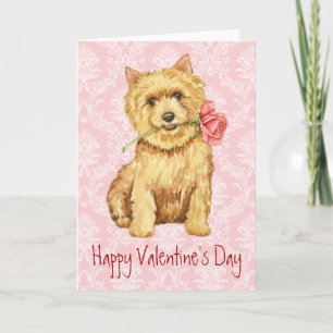 Cartão De Festividades Rosa de São Valentim Norwich Terrier