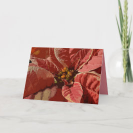 Cartão De Festividades Rosa e Cream Poinsettias