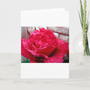 Cartão De Festividades Rosa vermelha
