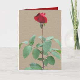 Cartão De Festividades Rosa vermelha longa