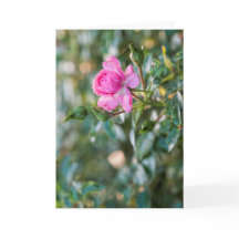Rosas Rosa Rosa Rosa Rosa AutumnFlorFlor