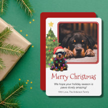 Rottweiler e Cão-de-Pé-de-Natal Uma Foto
