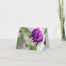 Roxo - Quase Fuchsia