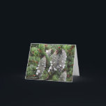 Cartão De Festividades Rubens do Picea, abeto vermelho vermelho<br><div class="desc">Sociedade da flor selvagem de Nova Inglaterra
 newenglandwild.org</div>