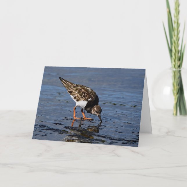 Cartão De Festividades Ruddy Turnstone procurando Comida (Frente)