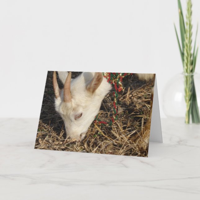 Cartão De Festividades Saanen Goat Christmas (Frente)