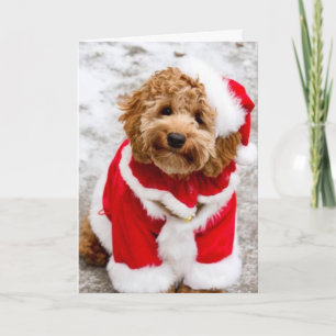 Cartão De Festividades Santa Cockapoo Christmas Card