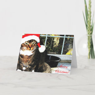 Cartão De Festividades Santa hat cat II