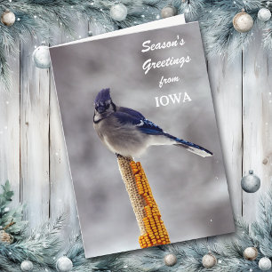 Cartão De Festividades Saudações de Blue Jay Season de Iowa