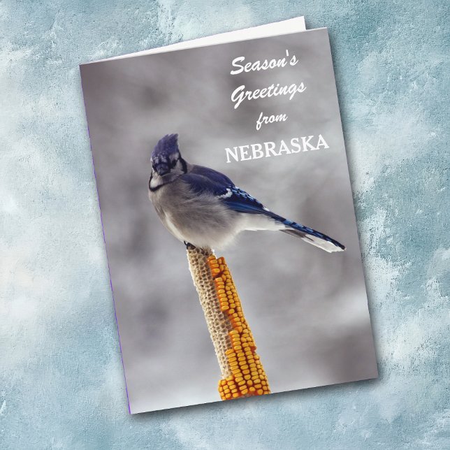 Cartão De Festividades Saudações de Blue Jay Season de Nebraska (Criador carregado)