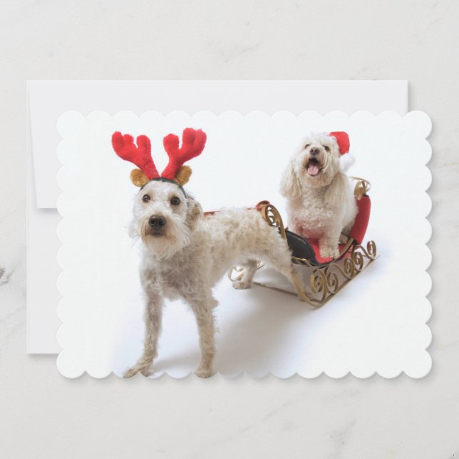 Cartão De Festividades schnoodle branco que está com Natal vermelho (Frente)