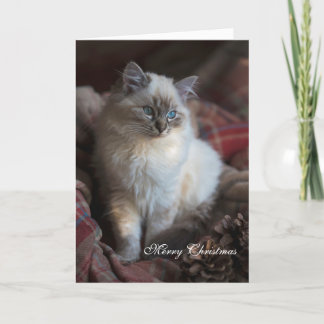 Cartão De Festividades Seal Tabby Ragdoll