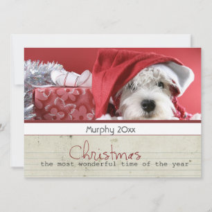 Cartão De Festividades season greeting christmas pet photo cards