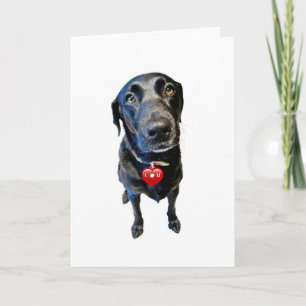 Cartão De Festividades Seja meu Namorados