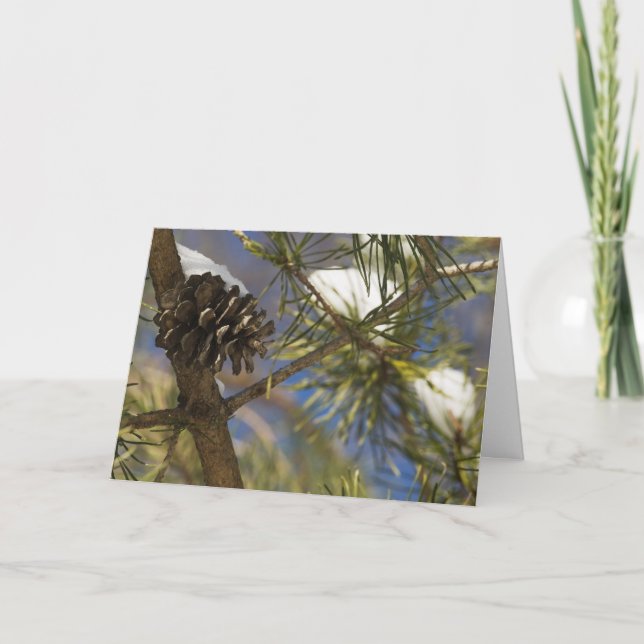 Cartão De Festividades Sementes do Evergreen (Frente)