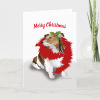 Sheltie, Red Scarf e Holly, Natal