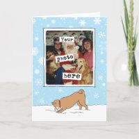 Shiba Inu Winter Neve Cute | Seu Natal Fotográfico