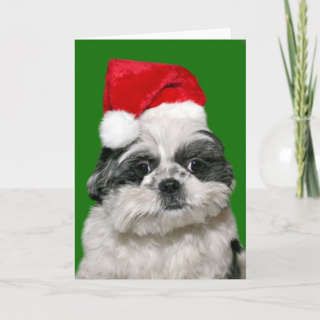 Cartão De Festividades Shih Tzu Christmas (Frente)