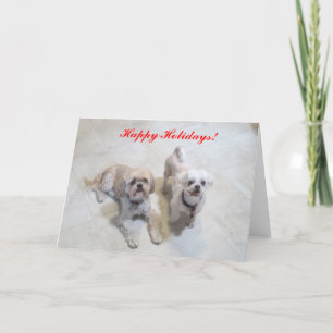 Cartão De Festividades Shih Tzu Happy Holidays Card
