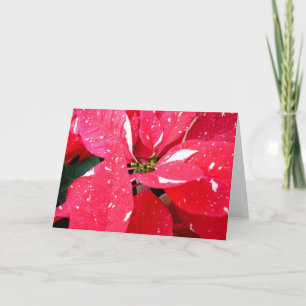 Cartão De Festividades Shimmer Star Surprise Poinsettia Foliday Floral