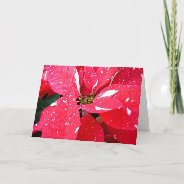 Cartão De Festividades Shimmer Star Surprise Poinsettia Foliday Floral (Frente)